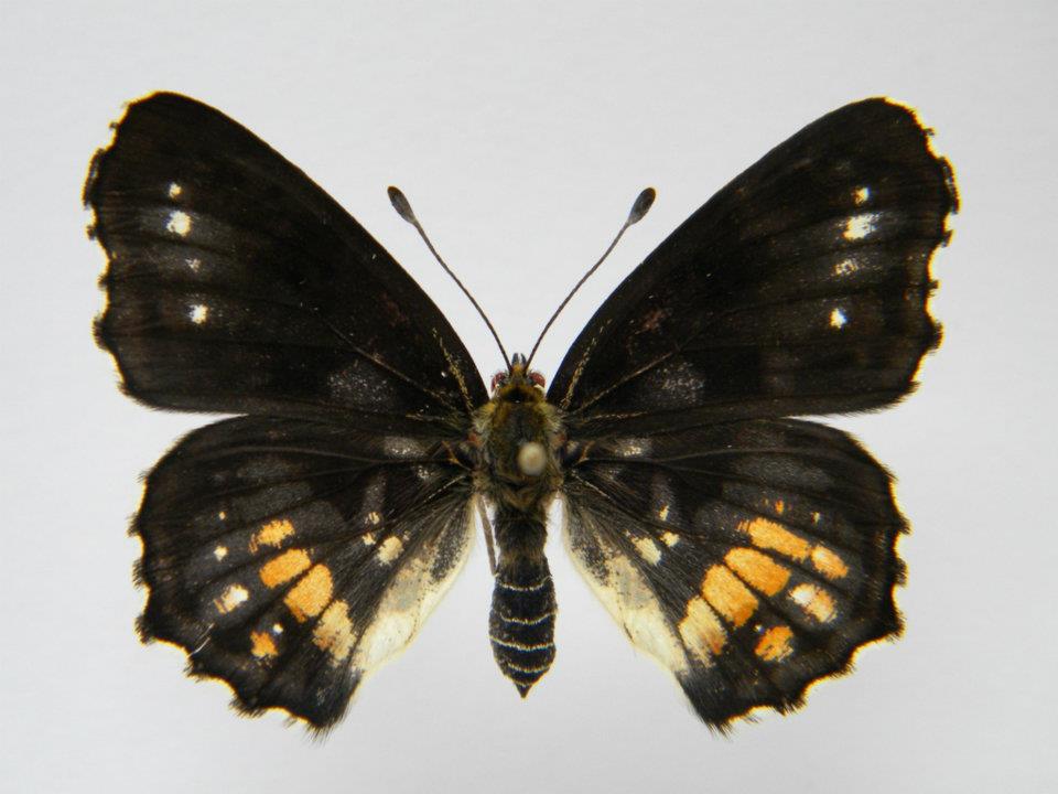 Araschnia levana abb 3 (Internet Image property of respective owner, non-commercial use only)